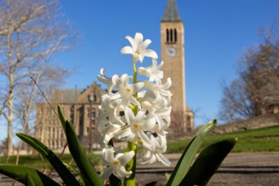Flowers bloom on Ho Plaza with McGraw Tower in the background