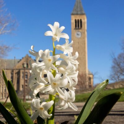 Flowers bloom on Ho Plaza with McGraw Tower in the background