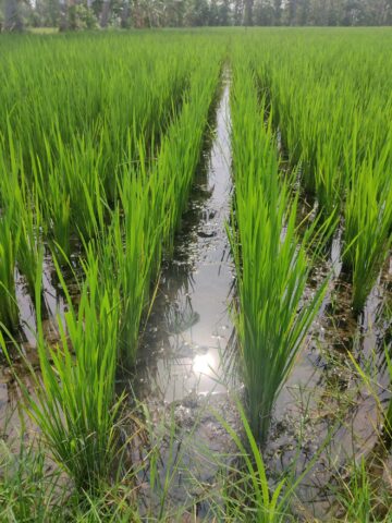 Rice growing in Tamil Nadu, India