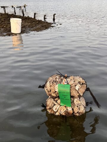 Two oyster shell bags in the water with a bucket behind