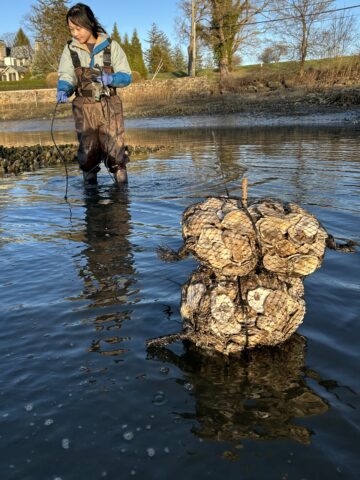 Yuqing Chen handles a tool in the water with bags of oysters nearby