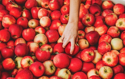 A hand reaches into a big bin of apples