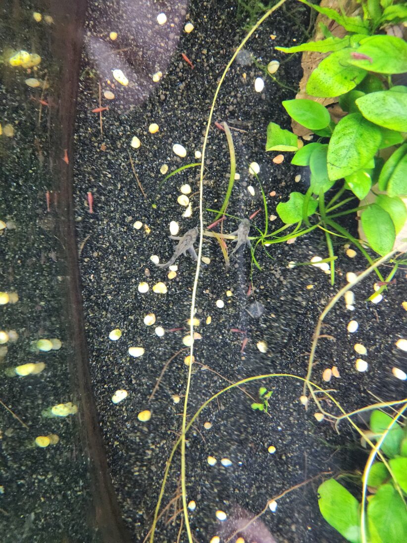 Fish and shrimp among gravel and aquatic plants in a fishtank as seen from above