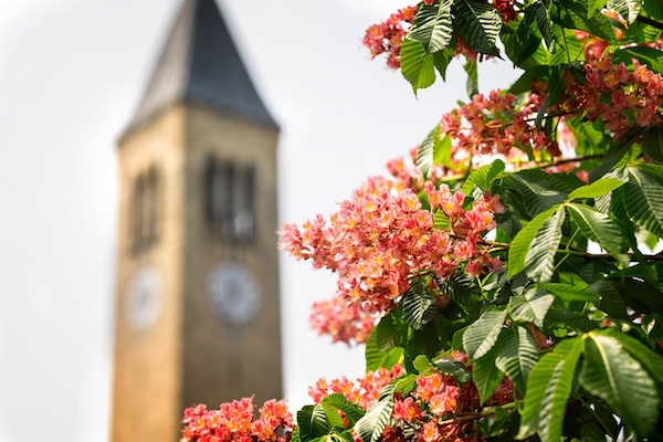 Spring flowers bloom in the foreground with McGraw Tower in the background.