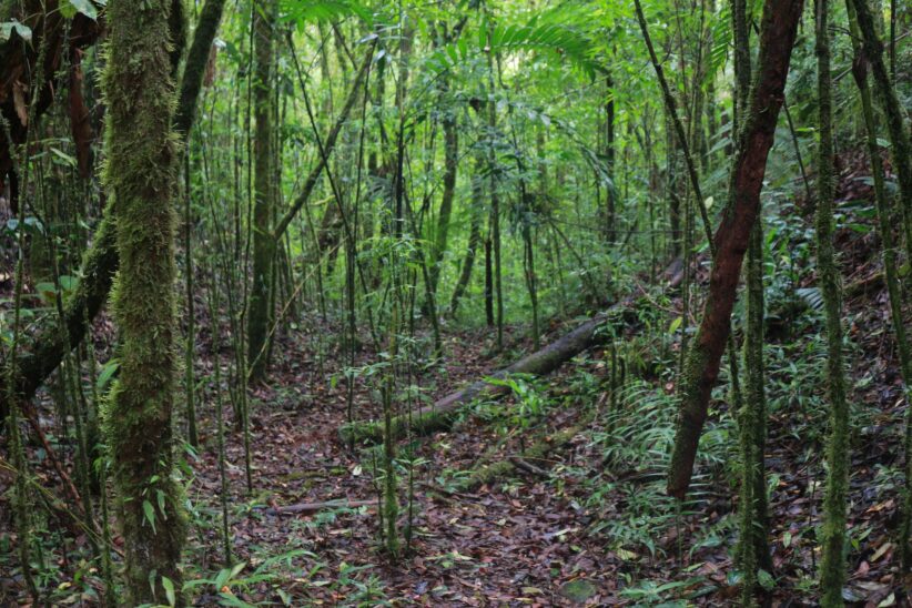 An Andean forest