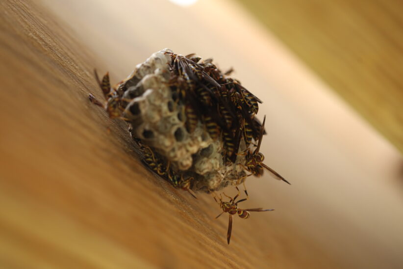 Wasps on a nest